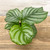 Up to 4" CALATHEA ORBIFOLIA 4" 