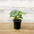 Up to 4" CALATHEA ORBIFOLIA 4" 
