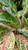 AGLAONEMA 6"WINTERY WINEHOUSE