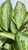 5-9" Foliage AGLAONEMA 6" SILVER BAY 