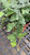 Ivy Pots IVY 6" 