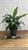 5-9" Foliage SPATHIPHYLLUM 6" 