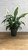 5-9" Foliage SPATHIPHYLLUM 6" 