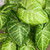 5-9" Foliage NEPHTHYTIS SYNGONIUM ASST 6" 