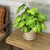5-9" Foliage NEPHTHYTIS SYNGONIUM ASST 6" 