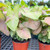 5-9" Foliage NEPHTHYTIS SYNGONIUM ASST 6" 