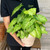5-9" Foliage NEPHTHYTIS SYNGONIUM ASST 6" 
