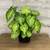 5-9" Foliage NEPHTHYTIS SYNGONIUM ASST 6" 