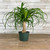5-9" Foliage PONYTAIL PALM 6"LONGNECK/STUMP 