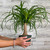 5-9" Foliage PONYTAIL PALM 6"LONGNECK/STUMP 