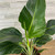 10" Foliage WHITE BIRD PARADISE 10" 