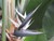 10" Foliage WHITE BIRD PARADISE 10" 