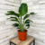 10" Foliage WHITE BIRD PARADISE 10" 