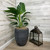 10" Foliage WHITE BIRD PARADISE 10" 