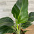WHITE BIRD PARADISE 14"