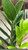5-9" Foliage ZZ  PLANT 6" 