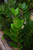 5-9" Foliage ZZ  PLANT 6" 