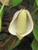 MONSTERA THAI CONSTELL 10"