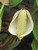 10" Foliage MONSTERA THAI CONSTELL 10" 