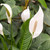5-9" Foliage SPATHIPHYLLUM 8"BULB PAN 