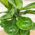 FICUS LYRATA BUSH/COLUMN 10"