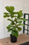 FICUS LYRATA BUSH/COLUMN 10"