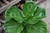 10" Foliage FICUS LYRATA BUSH/COLUMN 10" 