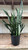 5-9" Foliage PEPPERMINT 306163 
