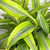 5-9" Foliage LEMON LIME 130097 