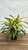 5-9" Foliage LEMON LIME 130097 