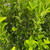 Euonymous Euonymus japonicus Greenspire 258985 