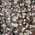 Prunus-tree Prunus x snofozam Snow Fountain 169899 