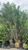 Other Deciduous Ligustrum ovalifolium 289672 