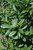 Other Deciduous Ligustrum ovalifolium 289672 