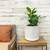 5-9" Foliage FICUS AUDREY 8" 