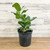 5-9" Foliage FICUS AUDREY 8" 