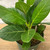 Up to 4" FICUS AUDREY 4" 