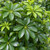 ARBORICOLA  BUSH 6"