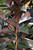 12" & Up Foliage FICUS MOONSHINE 14" 