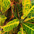 CROTON  PETRA 10"