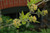 10" Foliage CROTON  PETRA 10" 