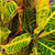 10" Foliage CROTON  PETRA 10" 