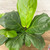 5-9" Foliage FICUS LYRATA BUSH 6" 