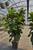 5-9" Foliage FICUS LYRATA BUSH 6" 