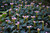 Other Shade Per. Chelone lyonii TINY TORTUGA 334256 