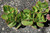 KALANCHOE THRYSIFLOIA  7"