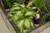 5-9" Foliage DIEFFENBACHIA CAMO  8" 