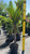 12" & Up Foliage SPINDLE PALM 14"/7GAL 