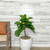 FICUS LYRATA STD 10"