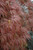 Acer palmatum dissectum Inaba Shidare 309455